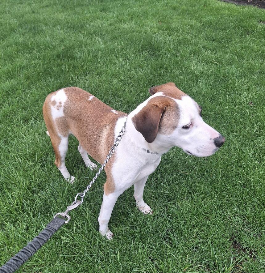 Enlarge Hashbrown, an adoptable mixed breed in Parma, OH image 2/2