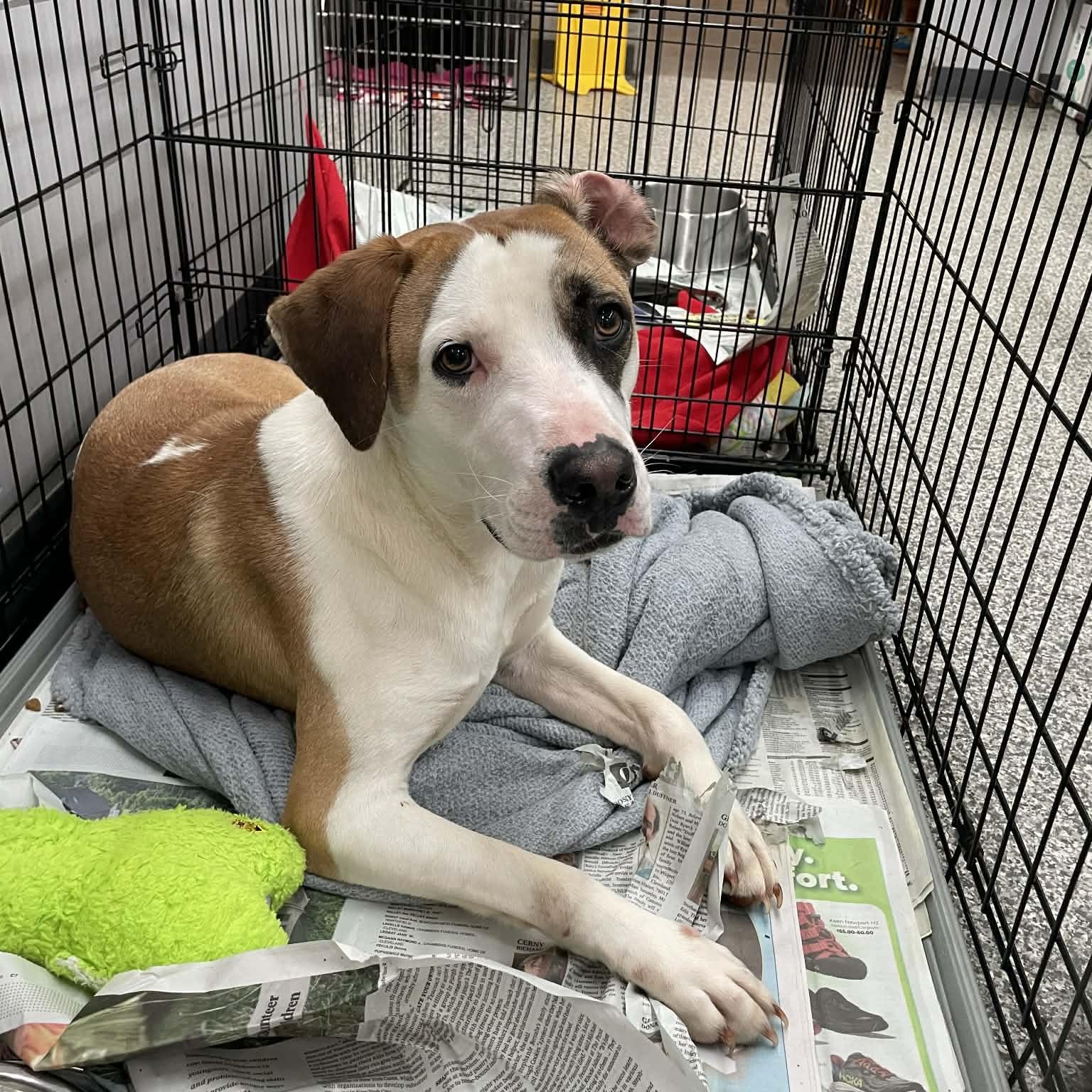 Hashbrown, adoptable, Young Male Labrador Retriever.