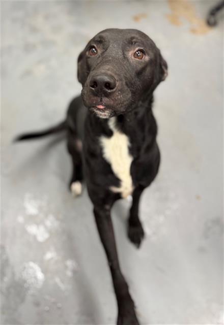 Enlarge BEAR, a Adoptable mixed breed in Peoria, IL image 1/1