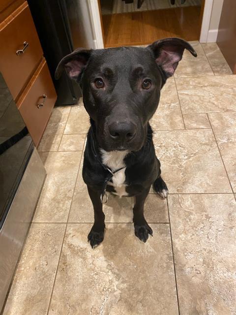 BEAR, Adoptable, Young Male Terrier & Mixed Breed.