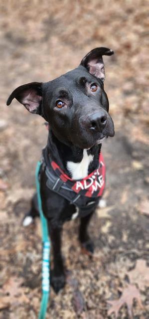 BEAR, Adoptable, Young Male Terrier & Mixed Breed.