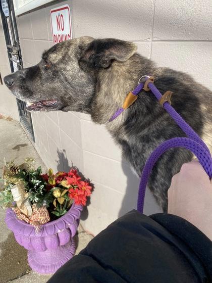 Enlarge Sarge, a Adoptable mixed breed in Hobart, IN image 1/3