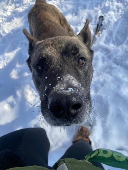 Enlarge Sarge, a Adoptable mixed breed in Hobart, IN image 1/3