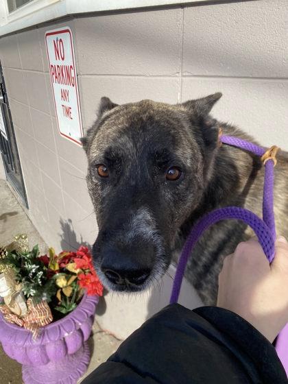 Enlarge Sarge, a Adoptable mixed breed in Hobart, IN image 3/3