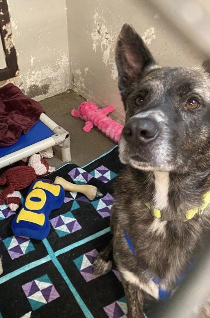 Enlarge Sarge, a Adoptable mixed breed in Hobart, IN image 2/3