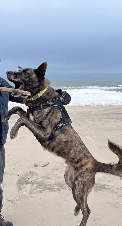 Enlarge Sarge, a Adoptable mixed breed in Hobart, IN image 3/3