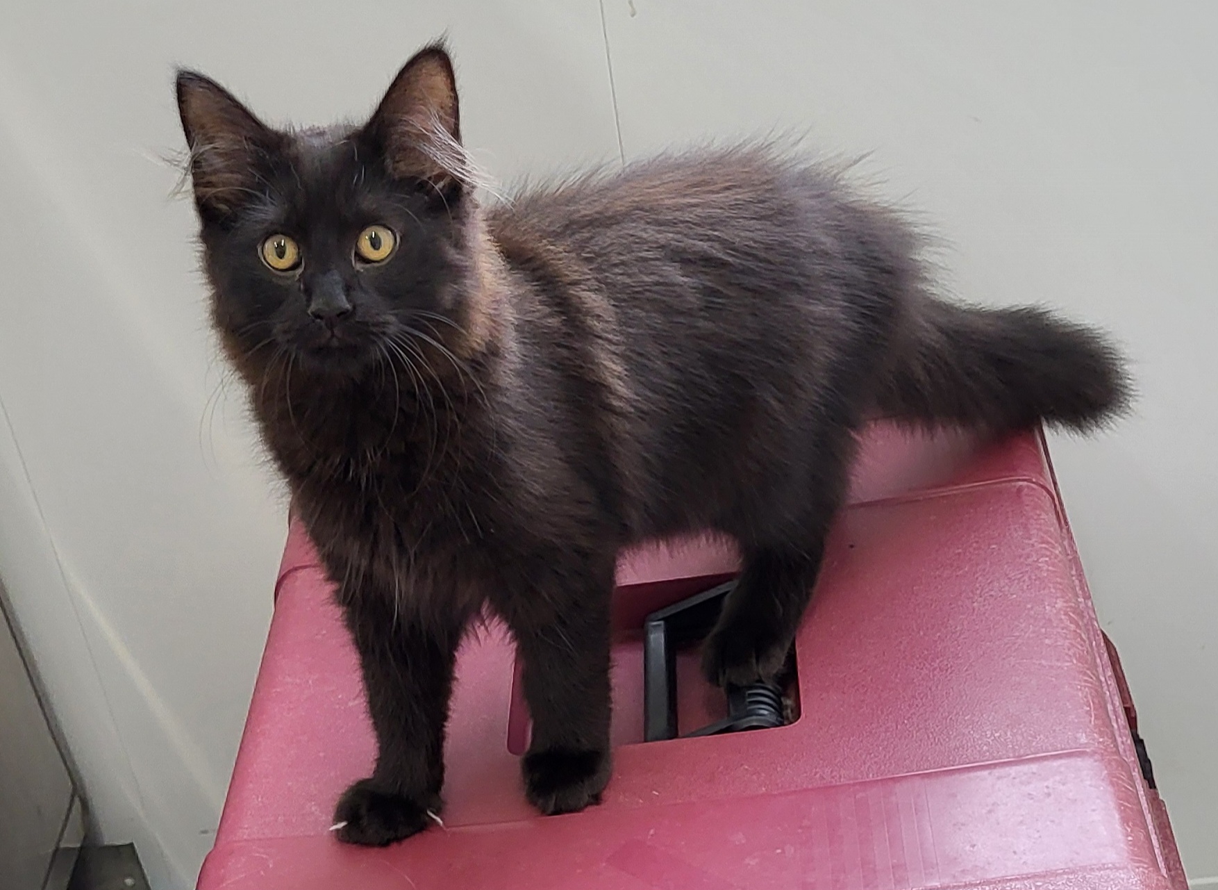 Matthew, Baby Male Domestic Medium Hair