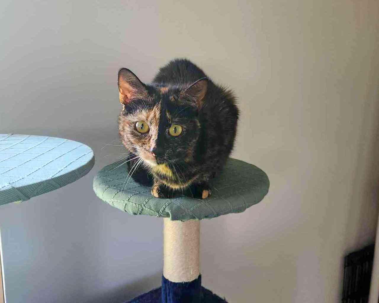 Banana Split, Adoptable, Young Female Domestic Short Hair & Tortoiseshell.