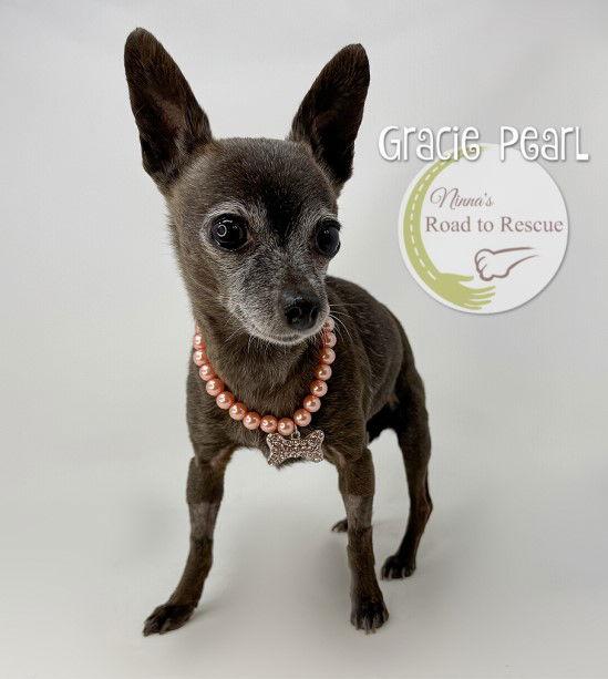 Gracie Pearl, Adoptable, Adult Female Chihuahua.
