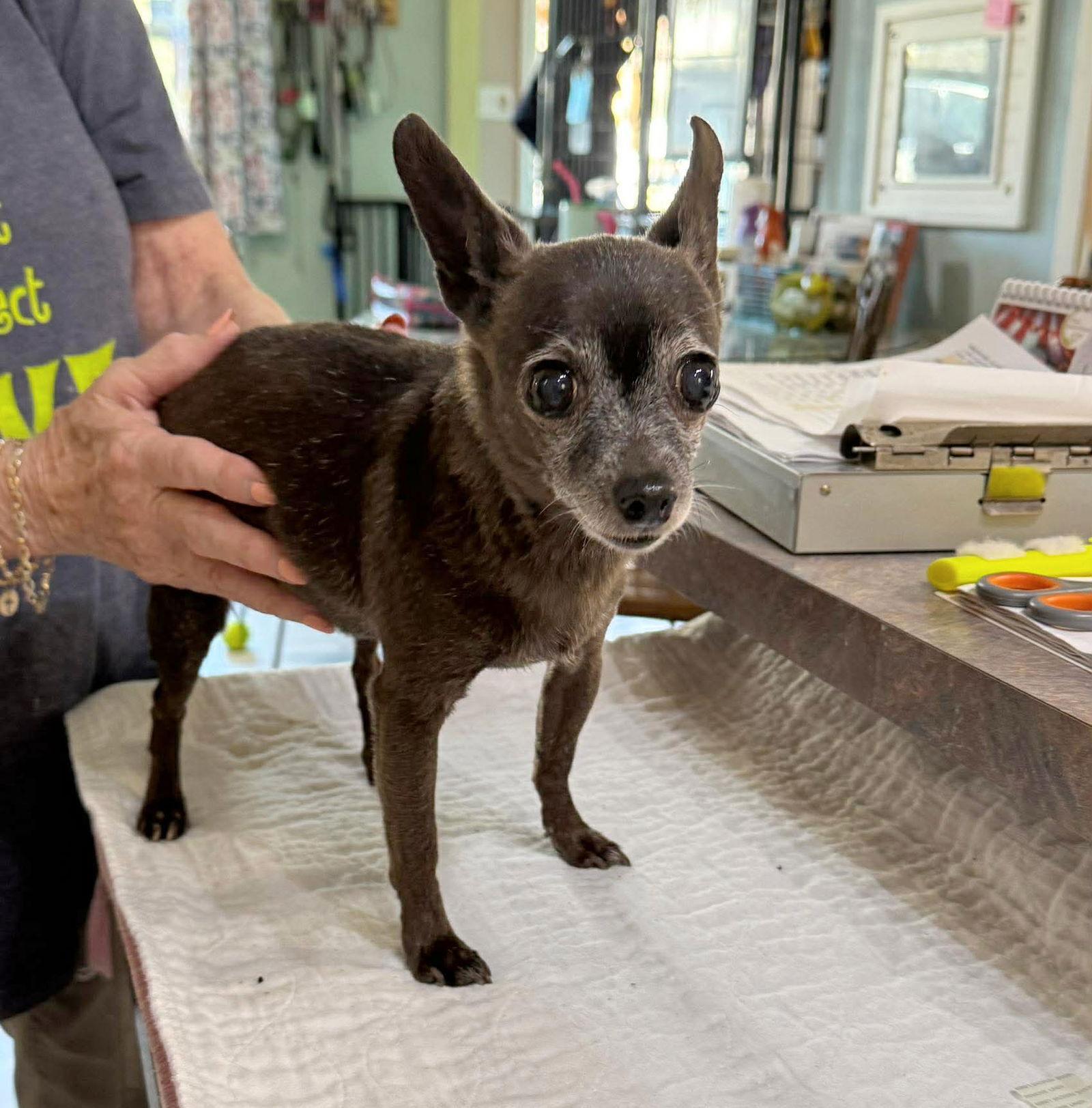 Gracie Pearl (NOT YET AVAILABLE), Adoptable, Adult Female Chihuahua.