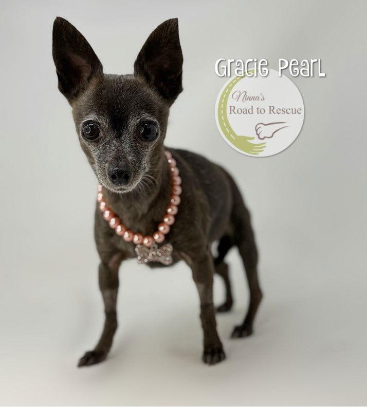 Enlarge Gracie Pearl, a Adoptable Chihuahua in Benton, LA image 2/2