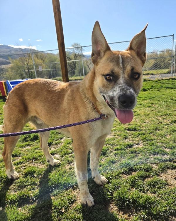 Enlarge Arlo 46096, a Adoptable mixed breed in Pocatello, ID image 1/1