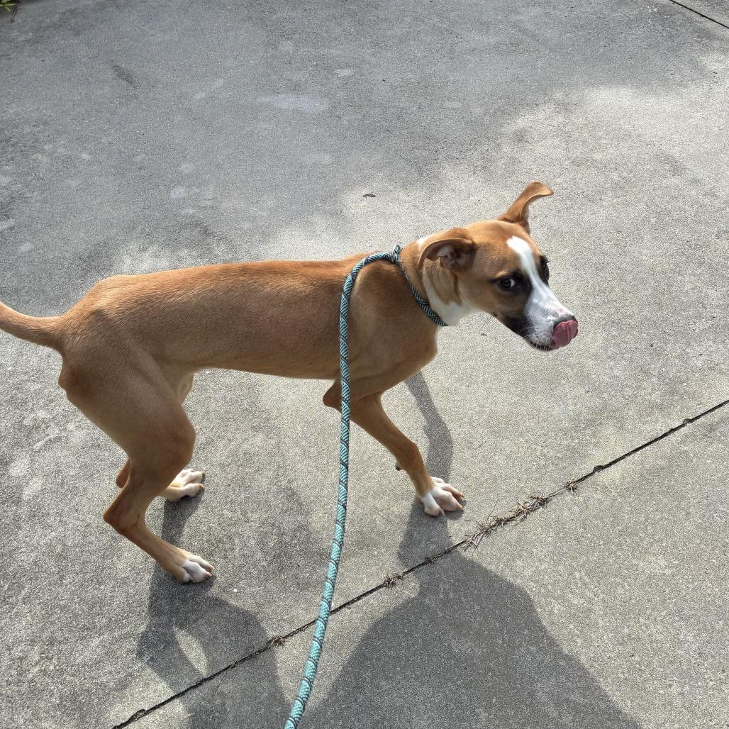 Enlarge Thursday, a Adoptable Terrier in New York, NY image 1/6