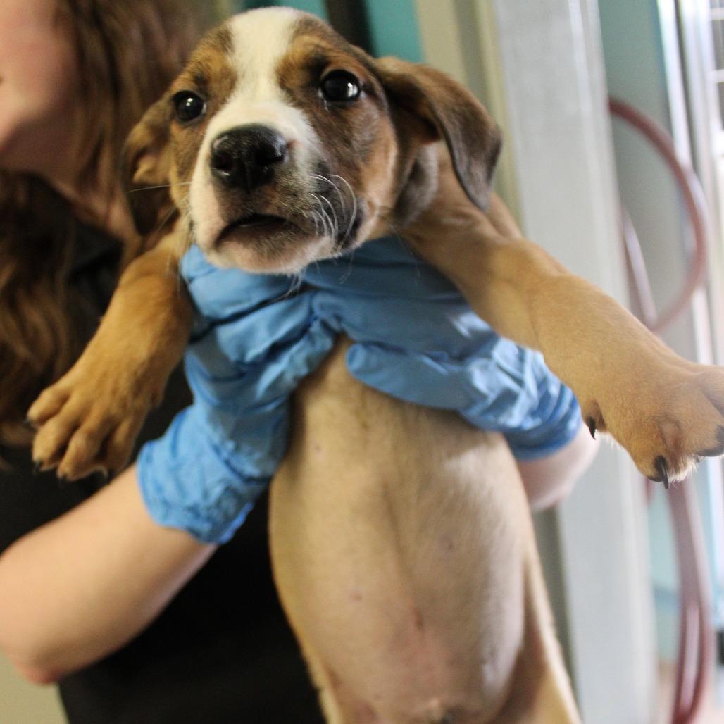 Enlarge Thursday, a Adoptable Terrier in New York, NY image 3/6
