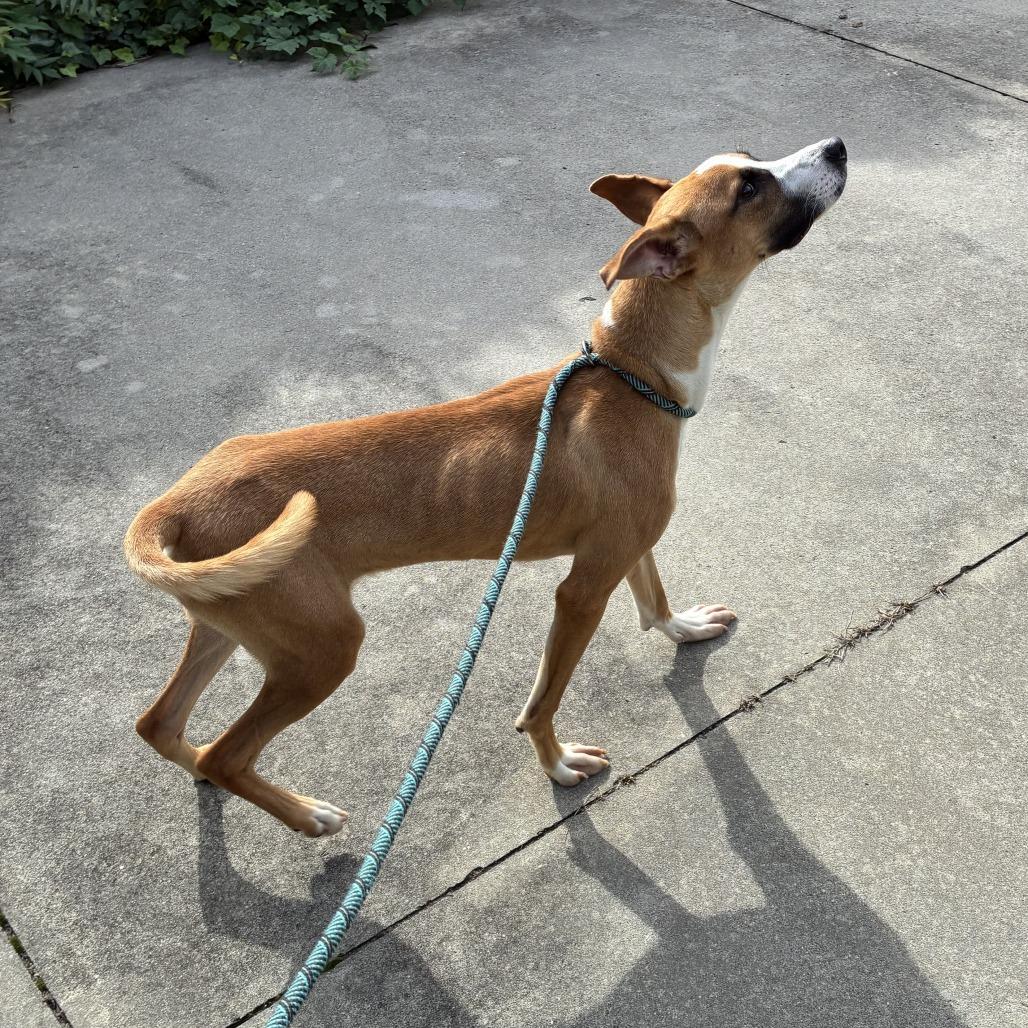 Enlarge Thursday, a Adoptable Terrier in New York, NY image 4/6