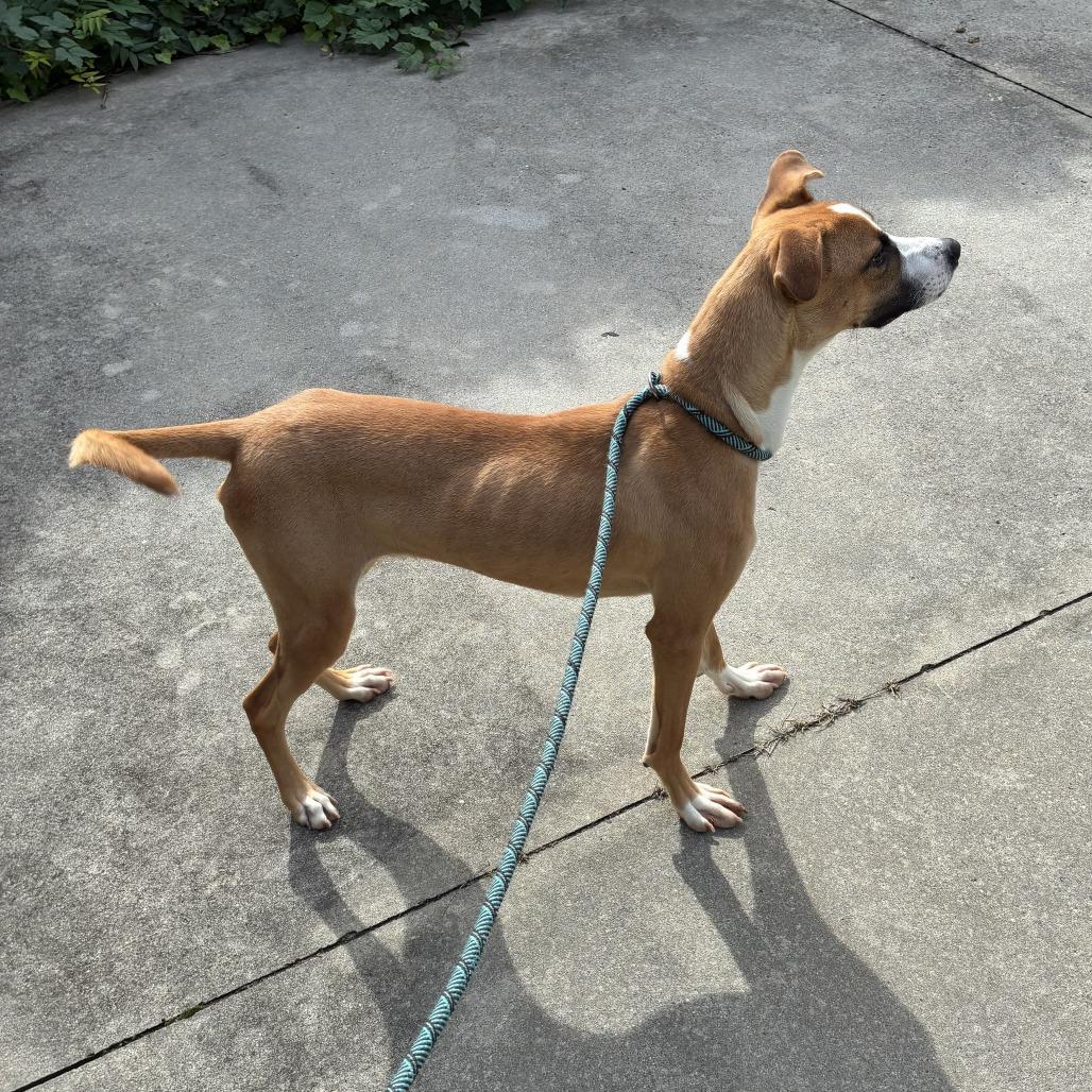 Enlarge Thursday, a Adoptable Terrier in New York, NY image 6/6