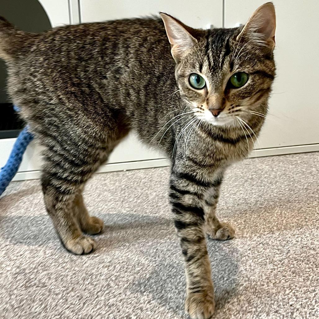 Enlarge Shae, a Adoptable Domestic Short Hair in Englewood, FL image 1/6