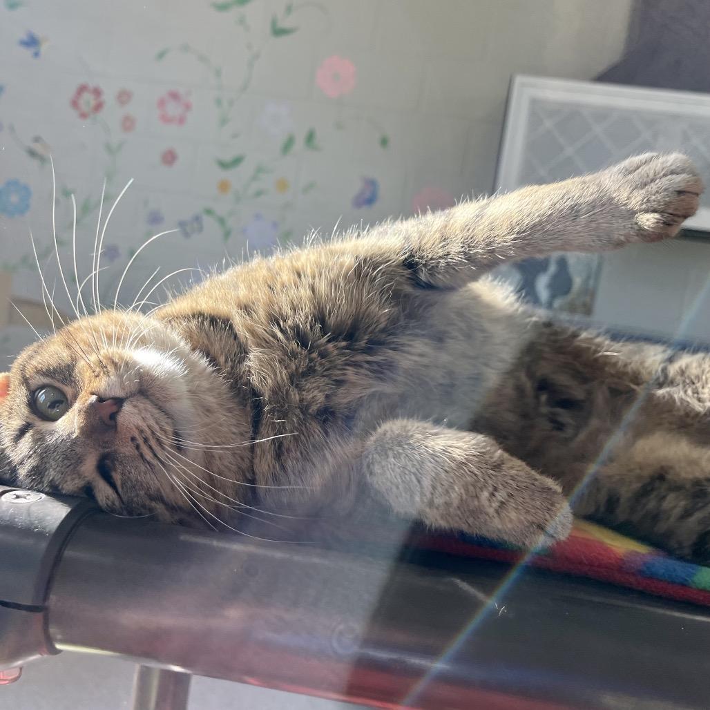 Enlarge Shae, a Adoptable Domestic Short Hair in Englewood, FL image 2/6