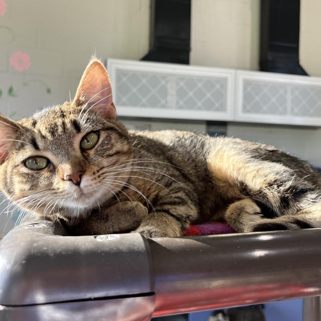 Enlarge Shae, a Adoptable Domestic Short Hair in Englewood, FL image 3/6