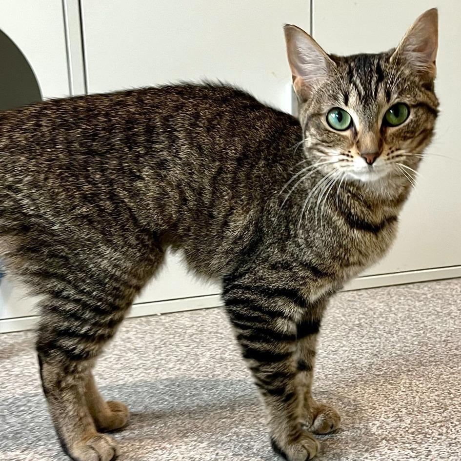 Enlarge Shae, a Adoptable Domestic Short Hair in Englewood, FL image 4/6