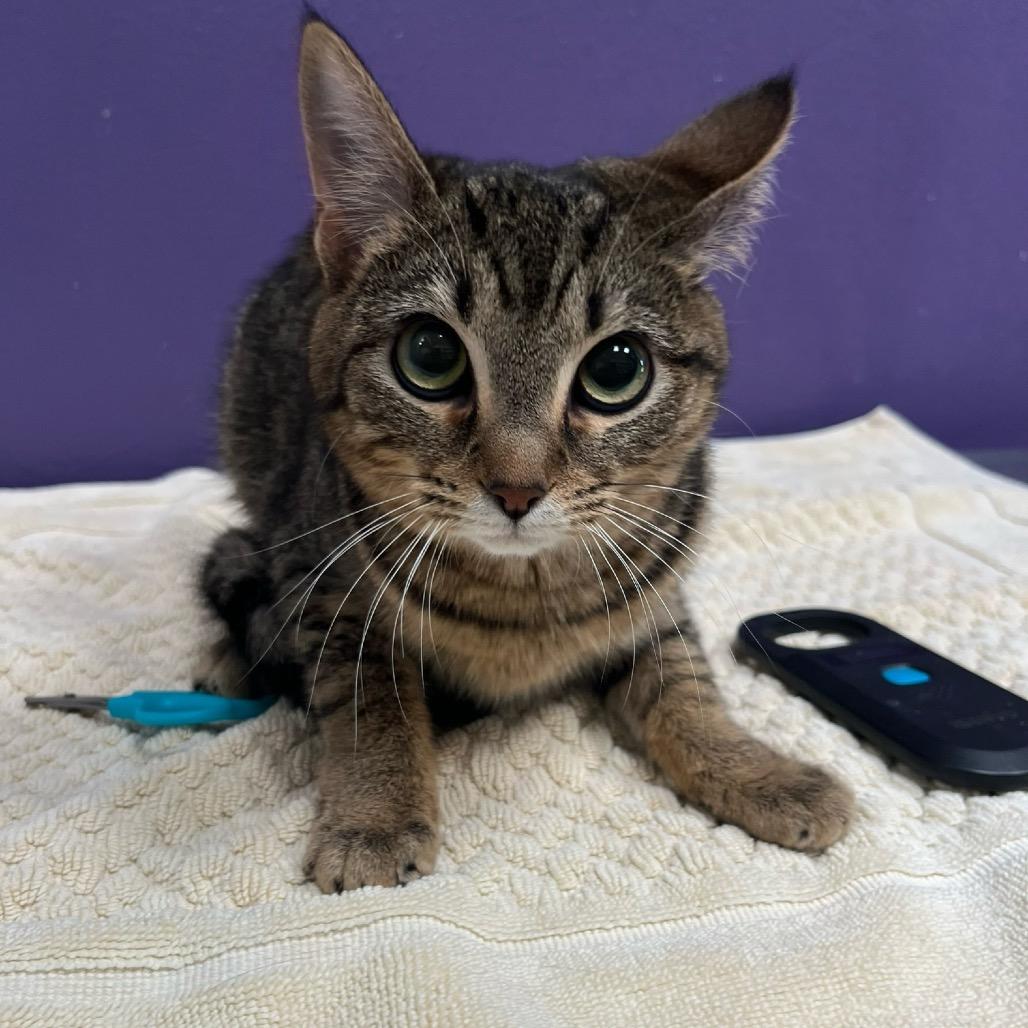Enlarge Shae, a Adoptable Domestic Short Hair in Englewood, FL image 1/1