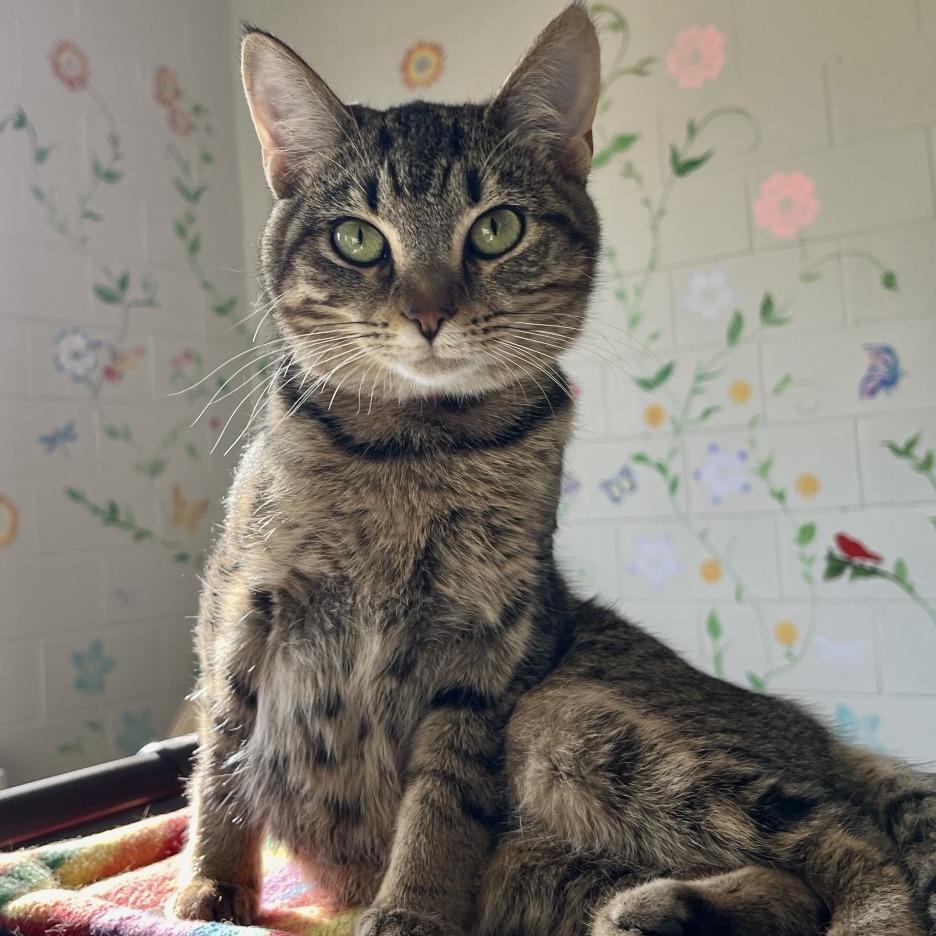 Enlarge Shae, a Adoptable Domestic Short Hair in Englewood, FL image 6/6