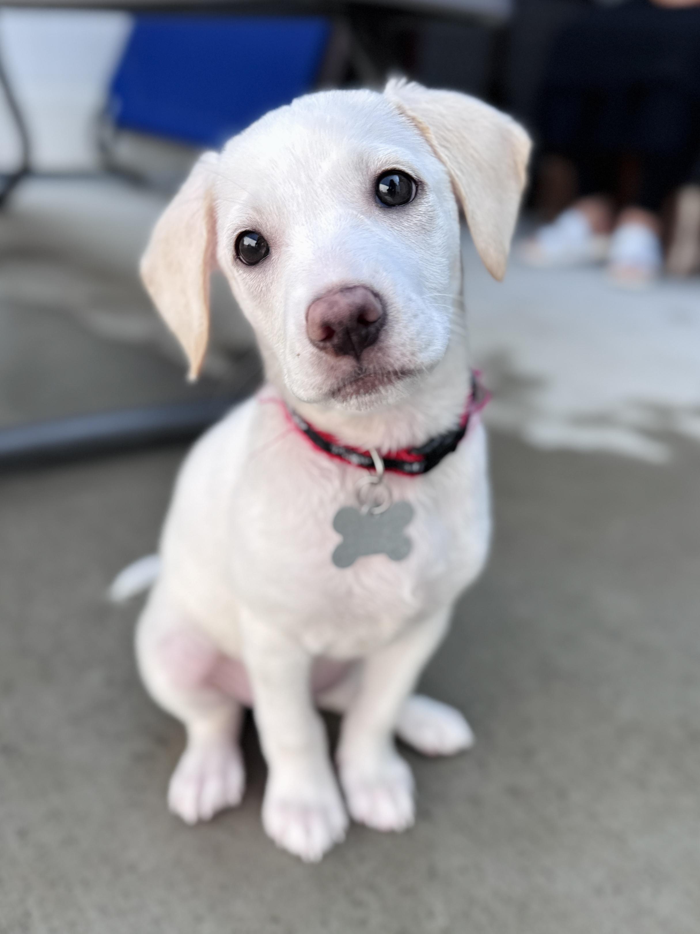 Velma Kelly, an adopted mixed breed in Palatine, IL image 5/6