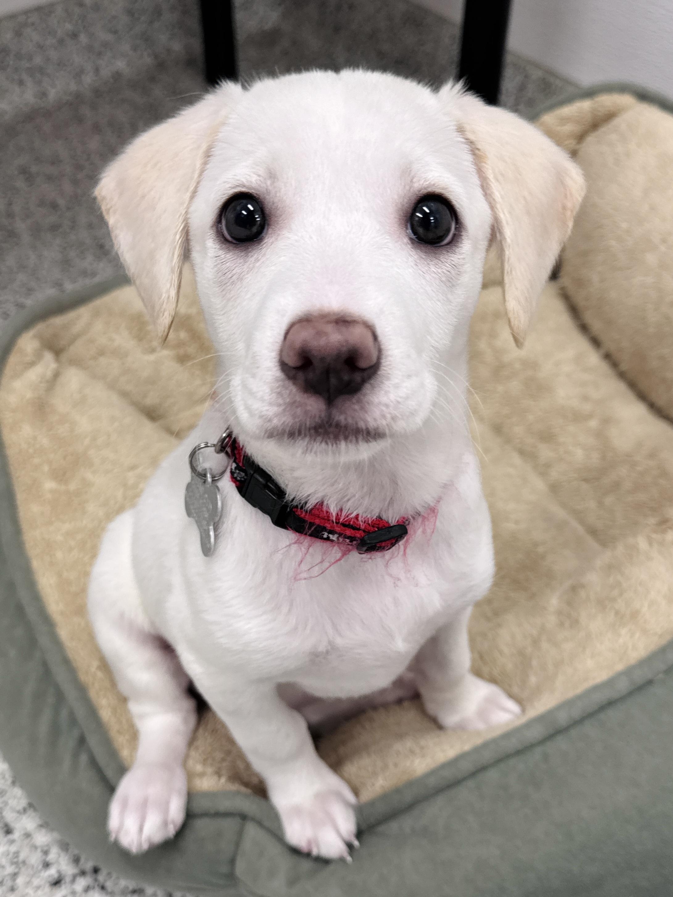 Velma Kelly, an adopted mixed breed in Palatine, IL image 2/6