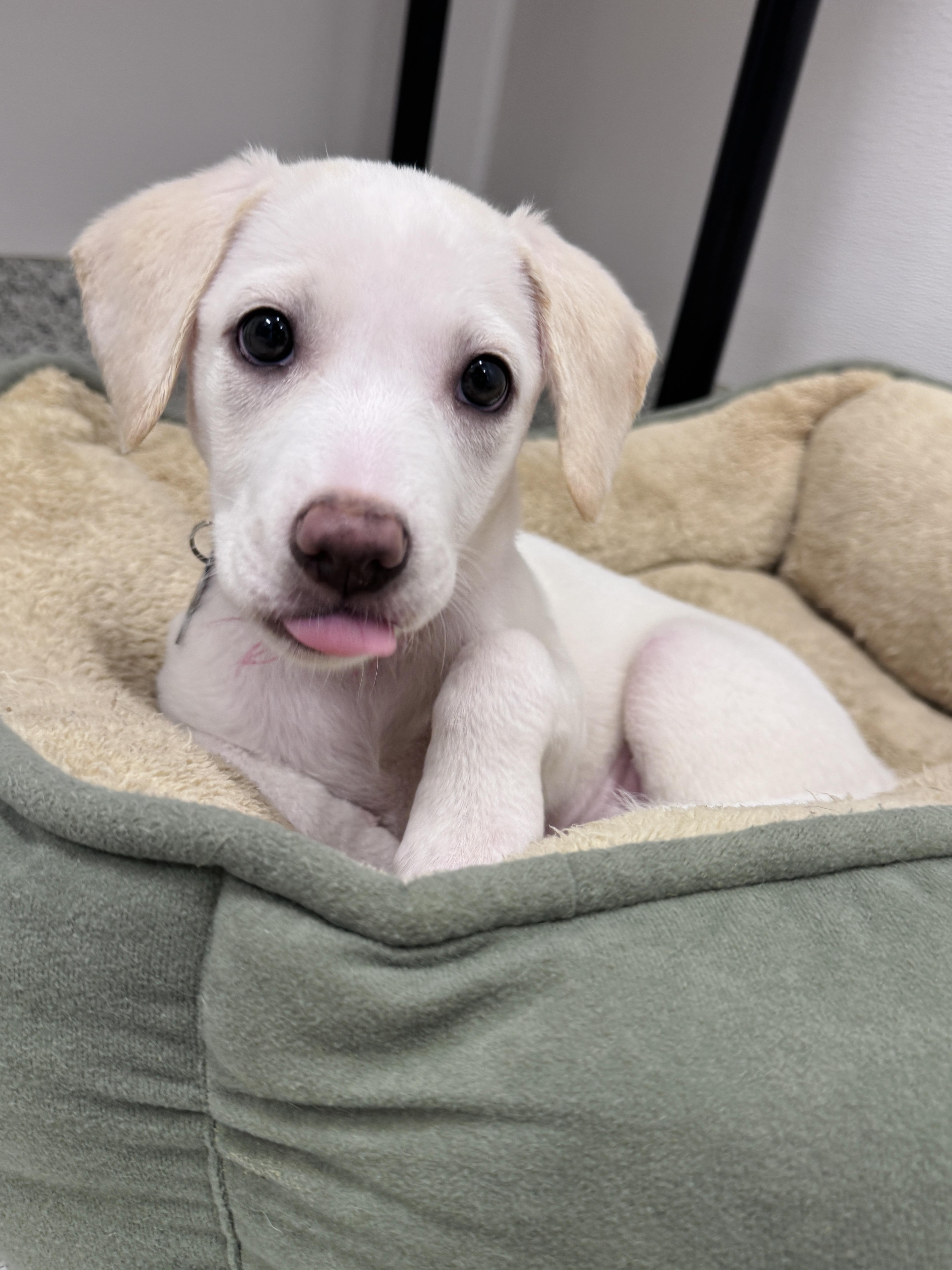 Velma Kelly, an adopted mixed breed in Palatine, IL image 4/6