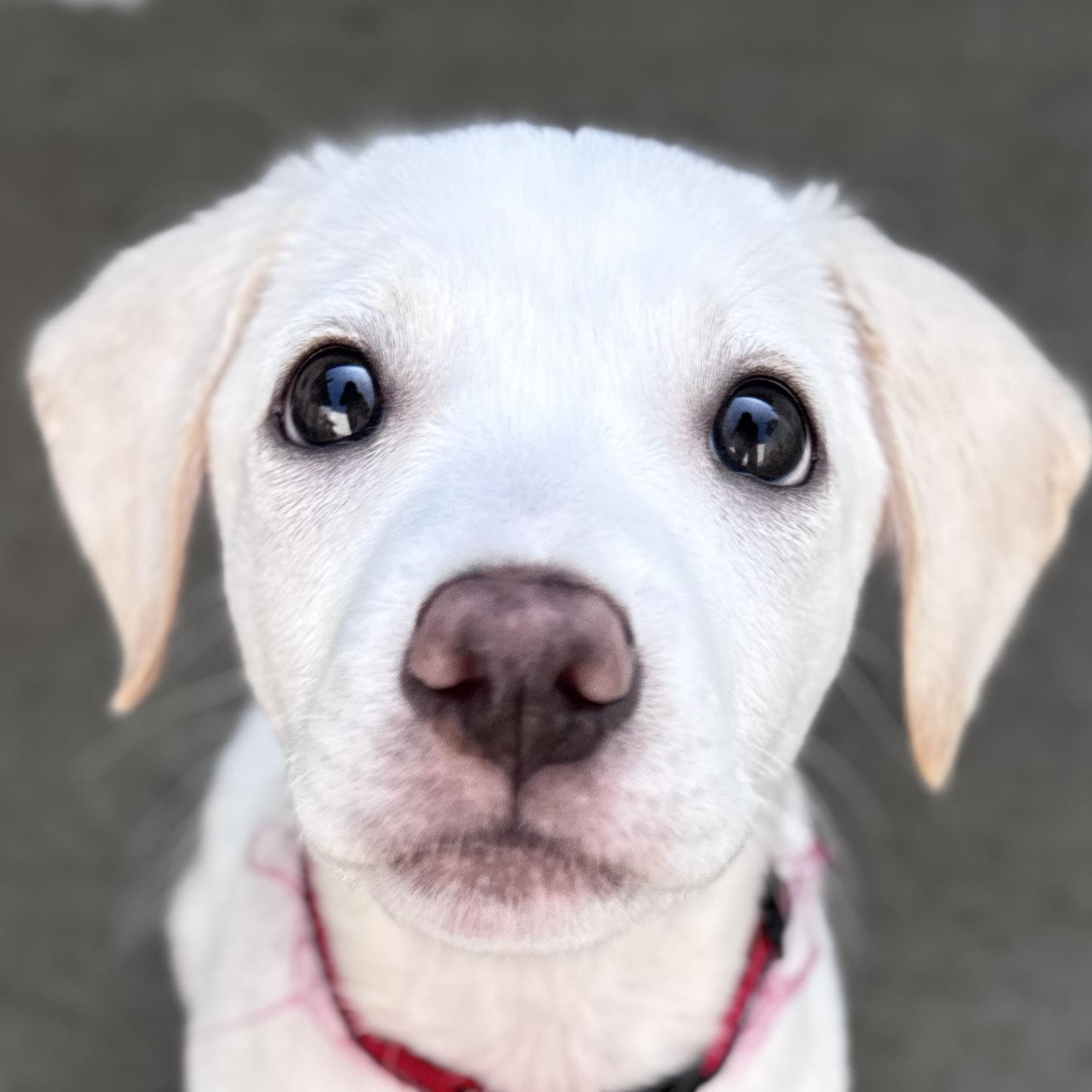 Velma Kelly, adopted, Puppy Female Retriever & Mixed Breed.