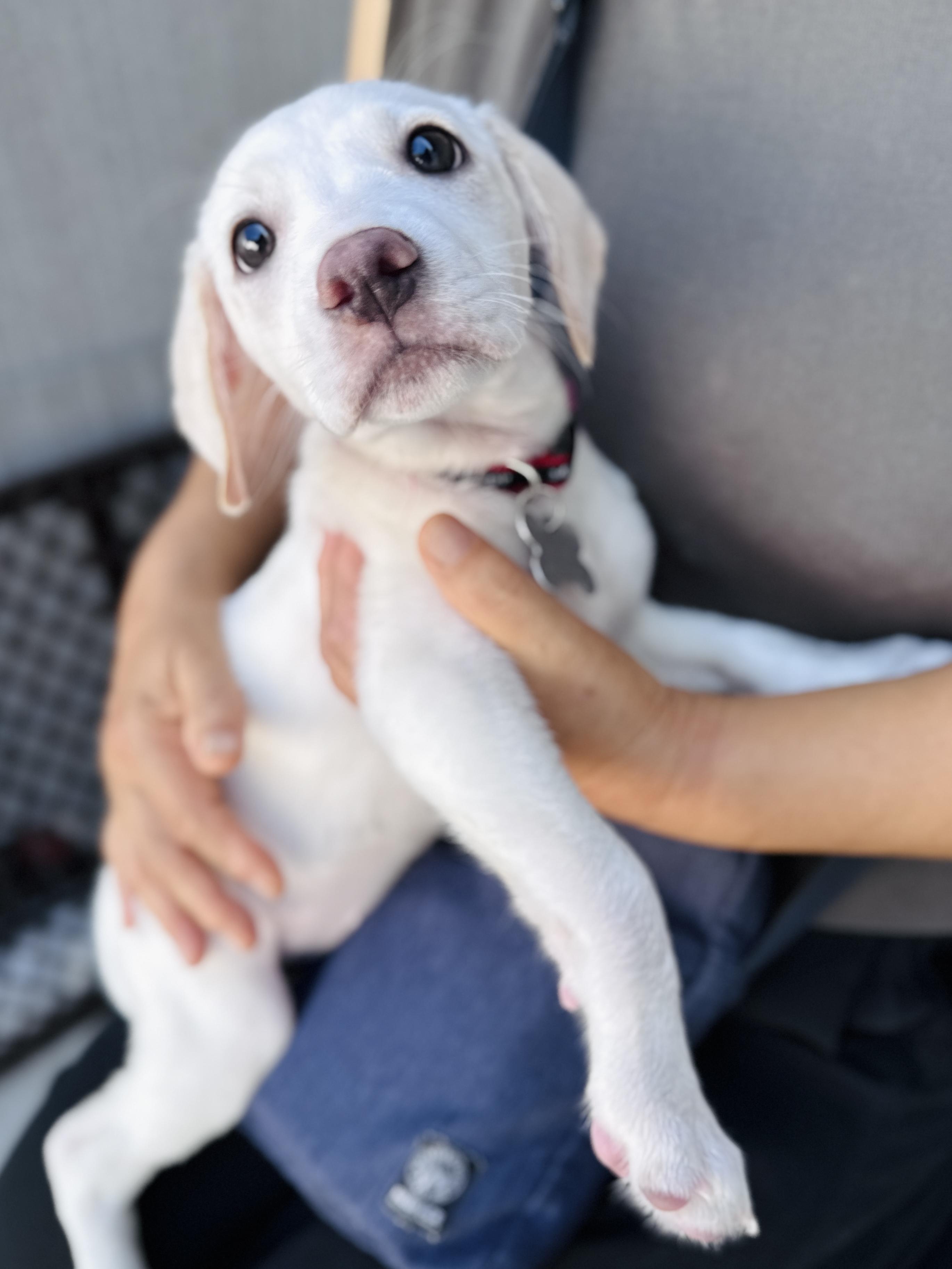 Velma Kelly, an adopted mixed breed in Palatine, IL image 3/6
