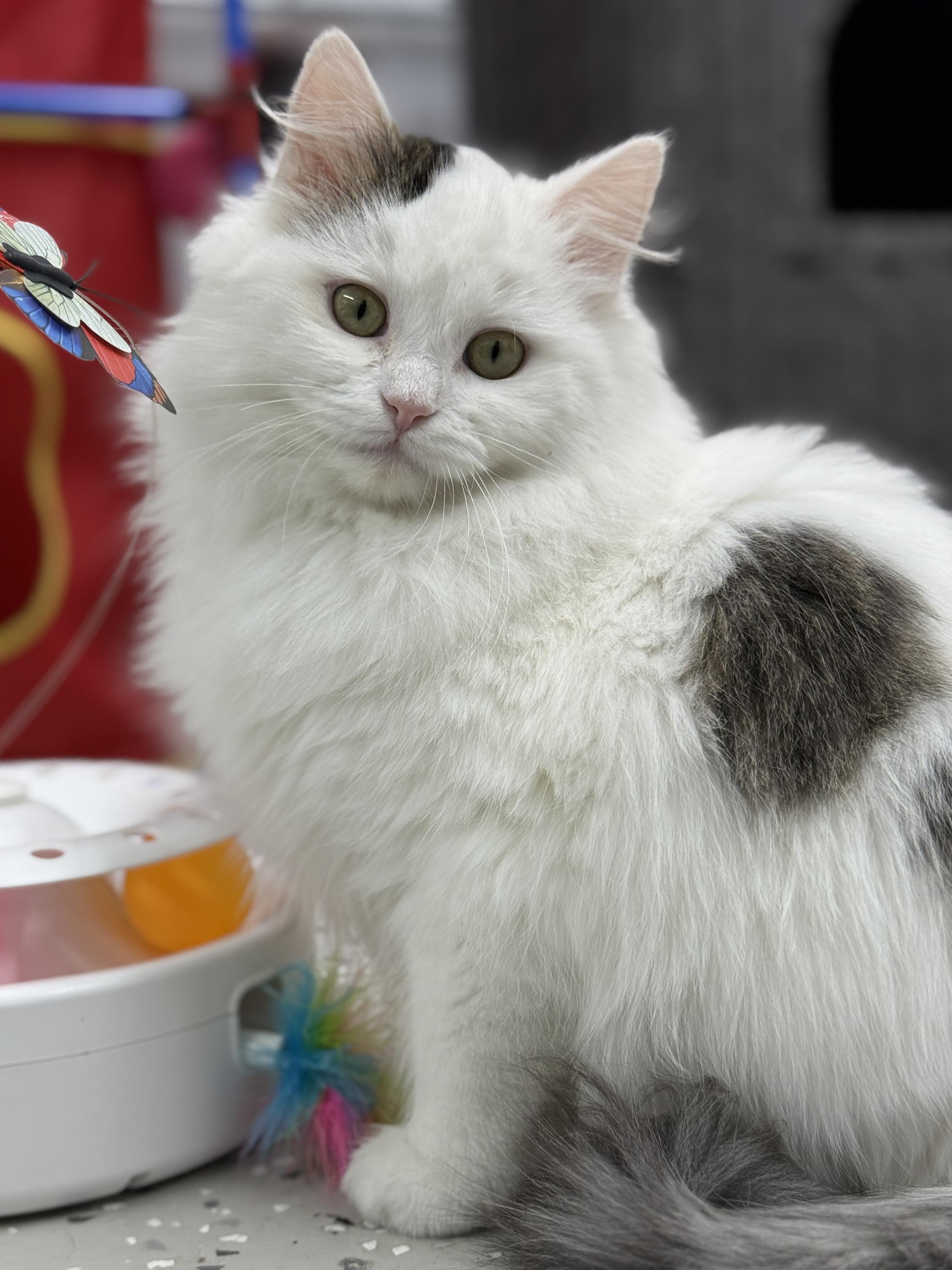 Enlarge Rye, an adopted mixed breed in Wautoma, WI image 2/3