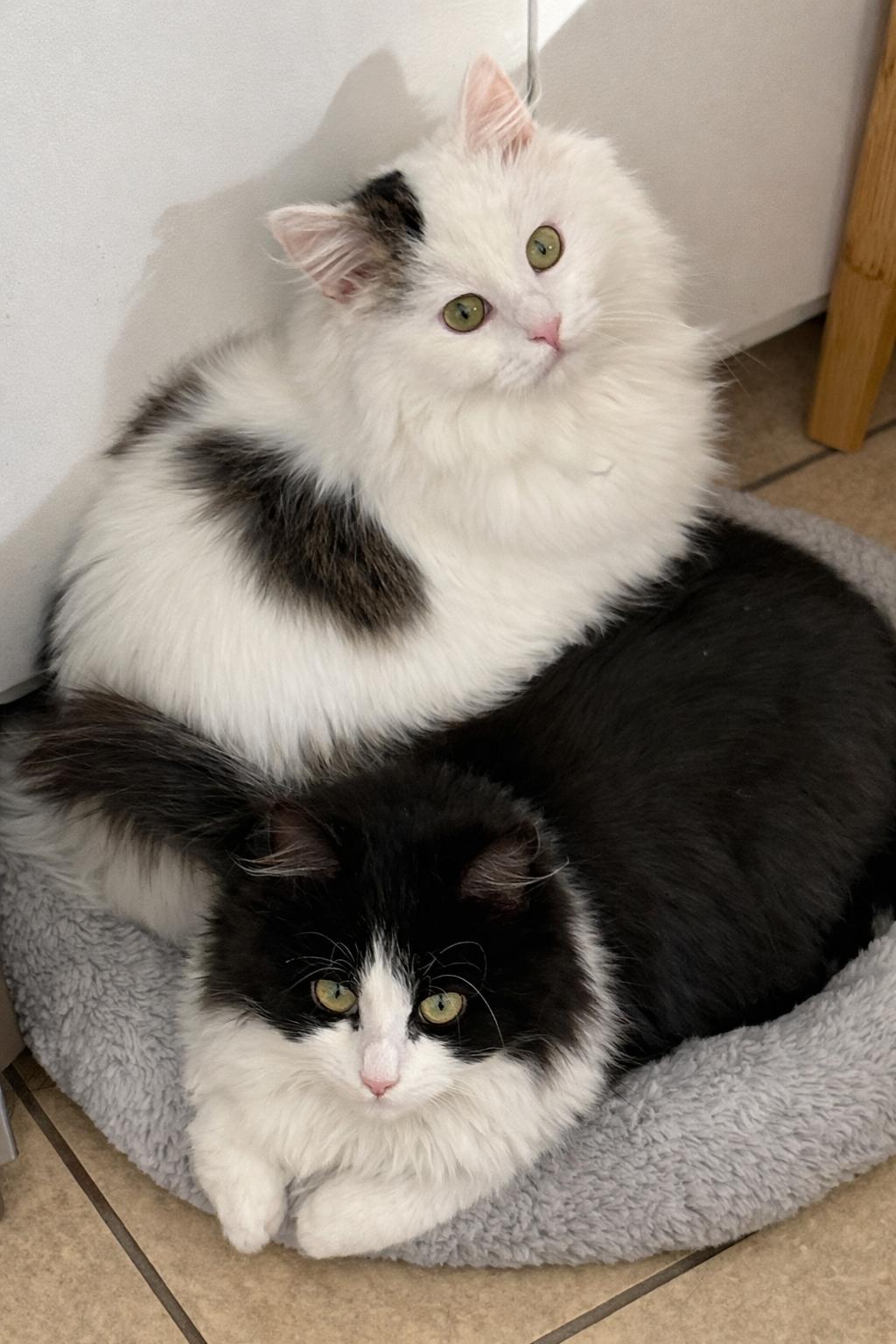 Enlarge Rye, an adopted mixed breed in Wautoma, WI image 3/3