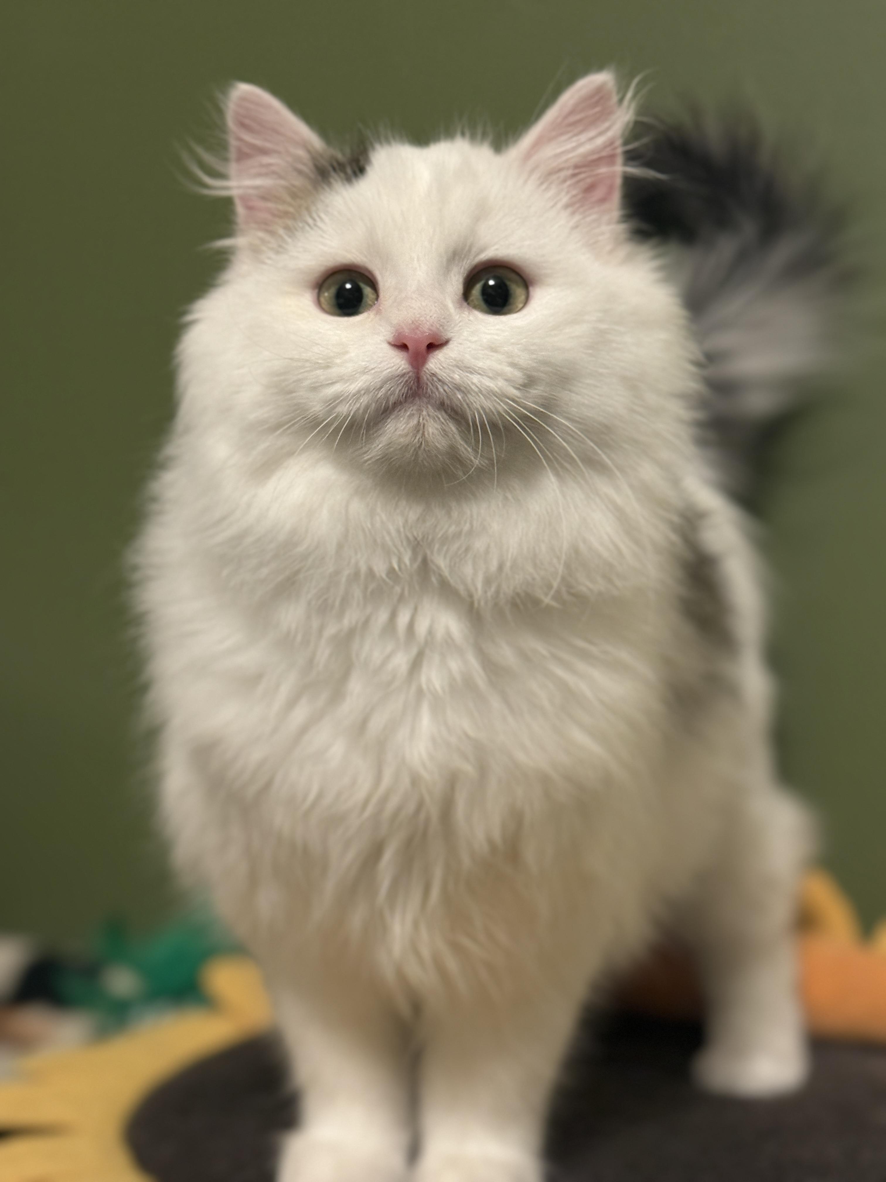 Rye, ADOPTABLE, Young Male Domestic Long Hair.