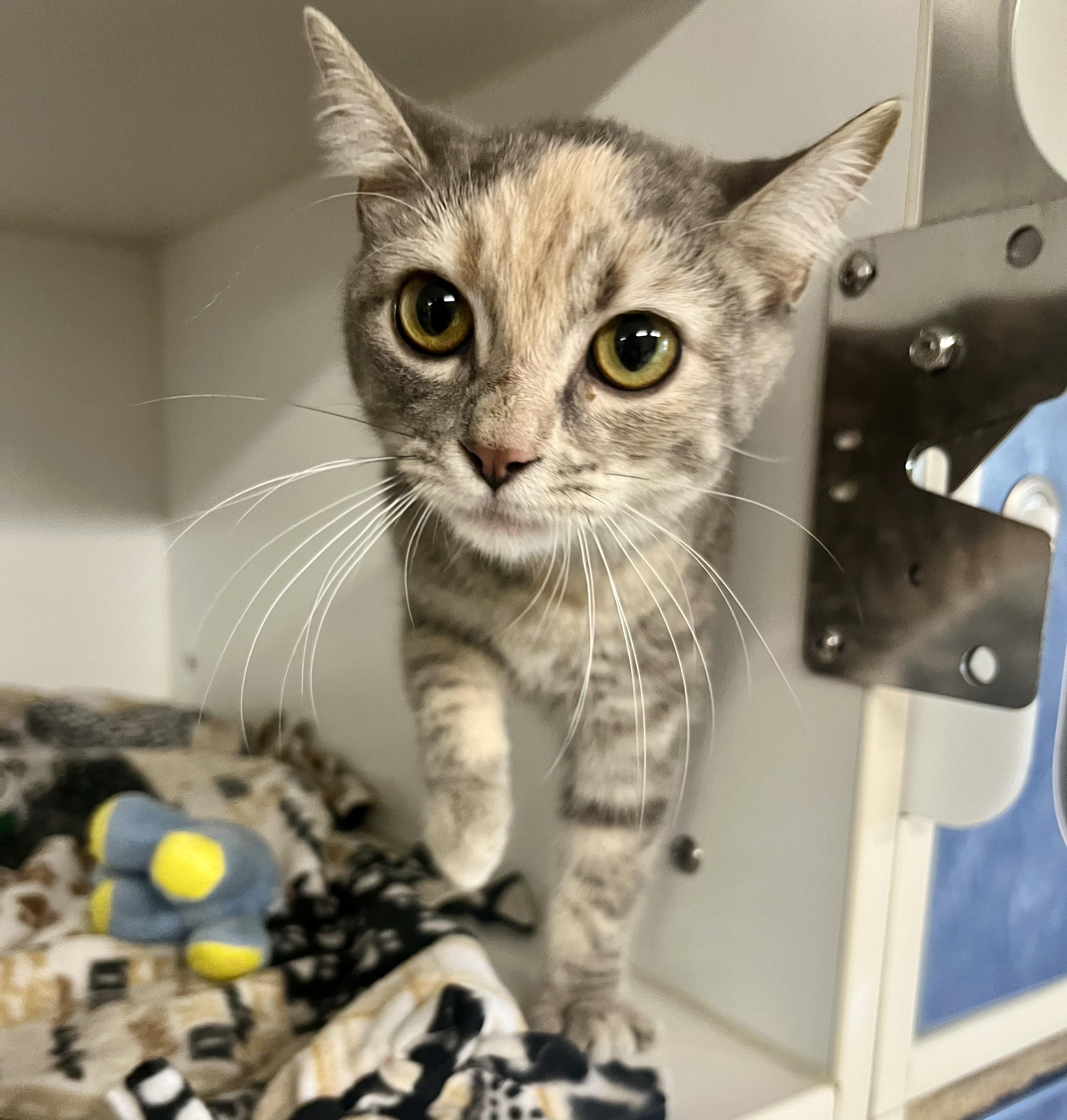 Carolina Wren, adopted, Kitten Female Domestic Short Hair.
