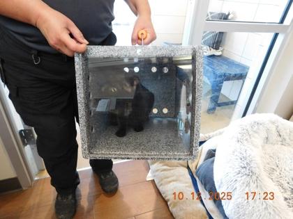 Pepper, Adoptable, Young Female Domestic Short Hair & Domestic Short Hair.