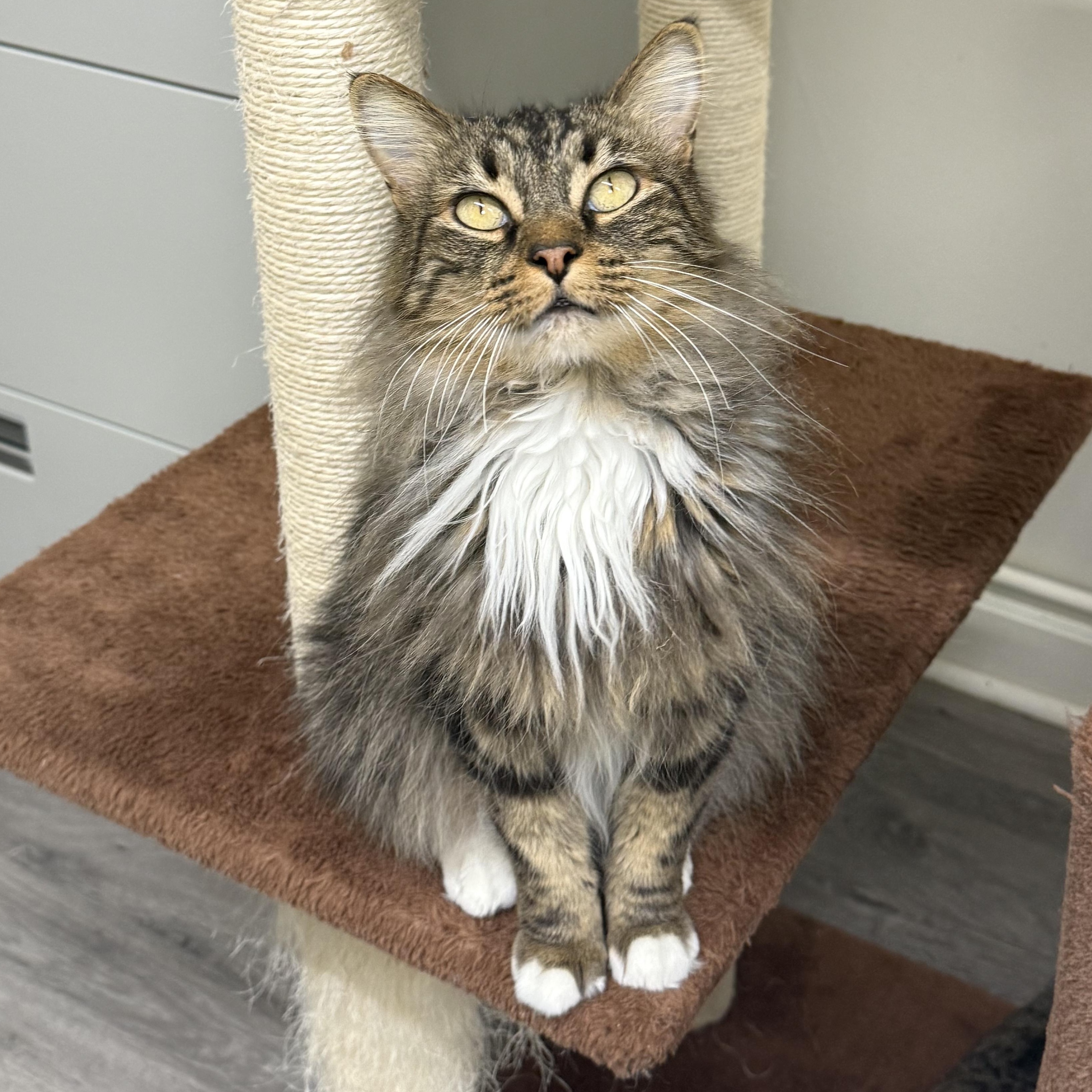 Enlarge Pudding, a ADOPTABLE Domestic Long Hair in Santa Monica, CA image 1/5