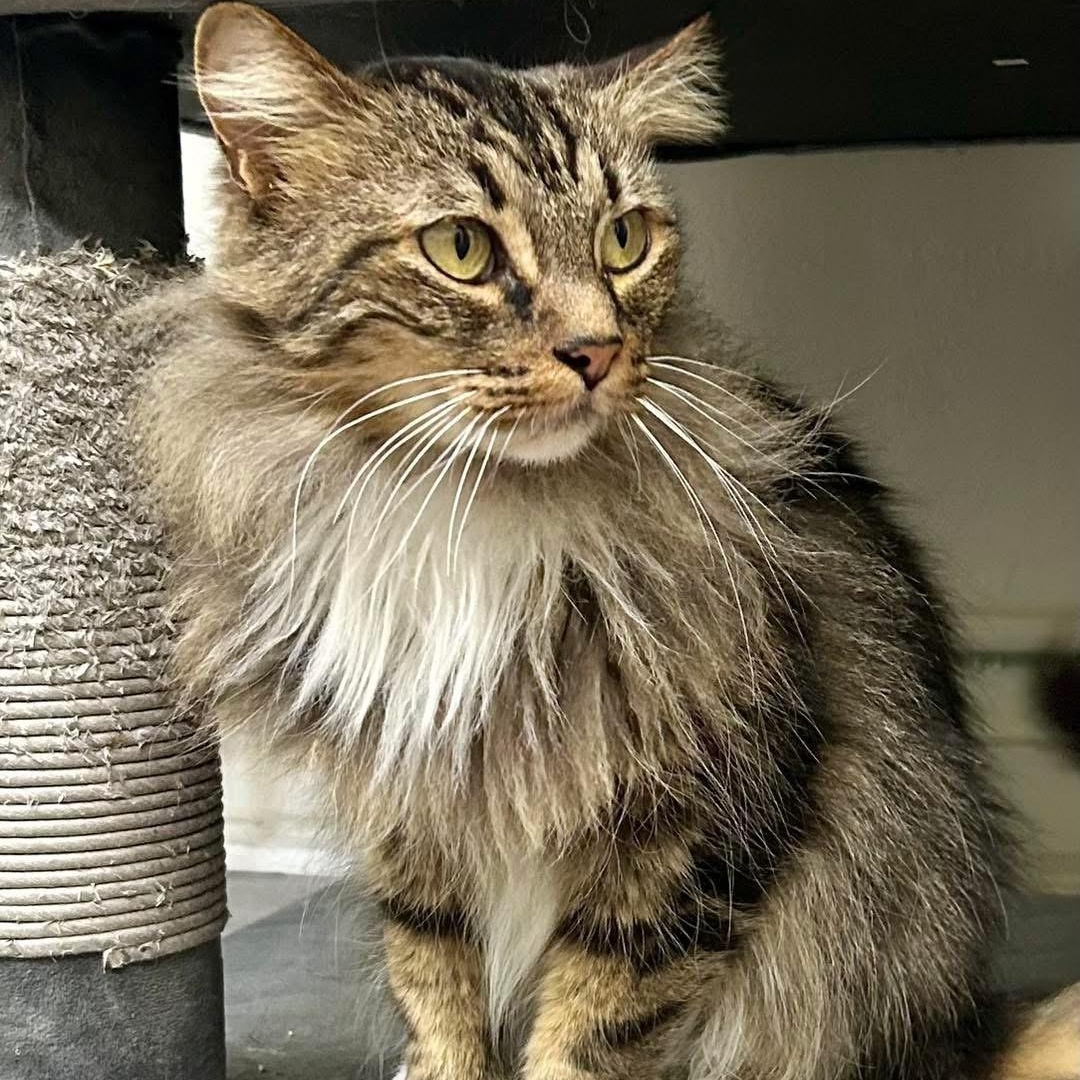 Enlarge Pudding, a ADOPTABLE Domestic Long Hair in Santa Monica, CA image 4/5