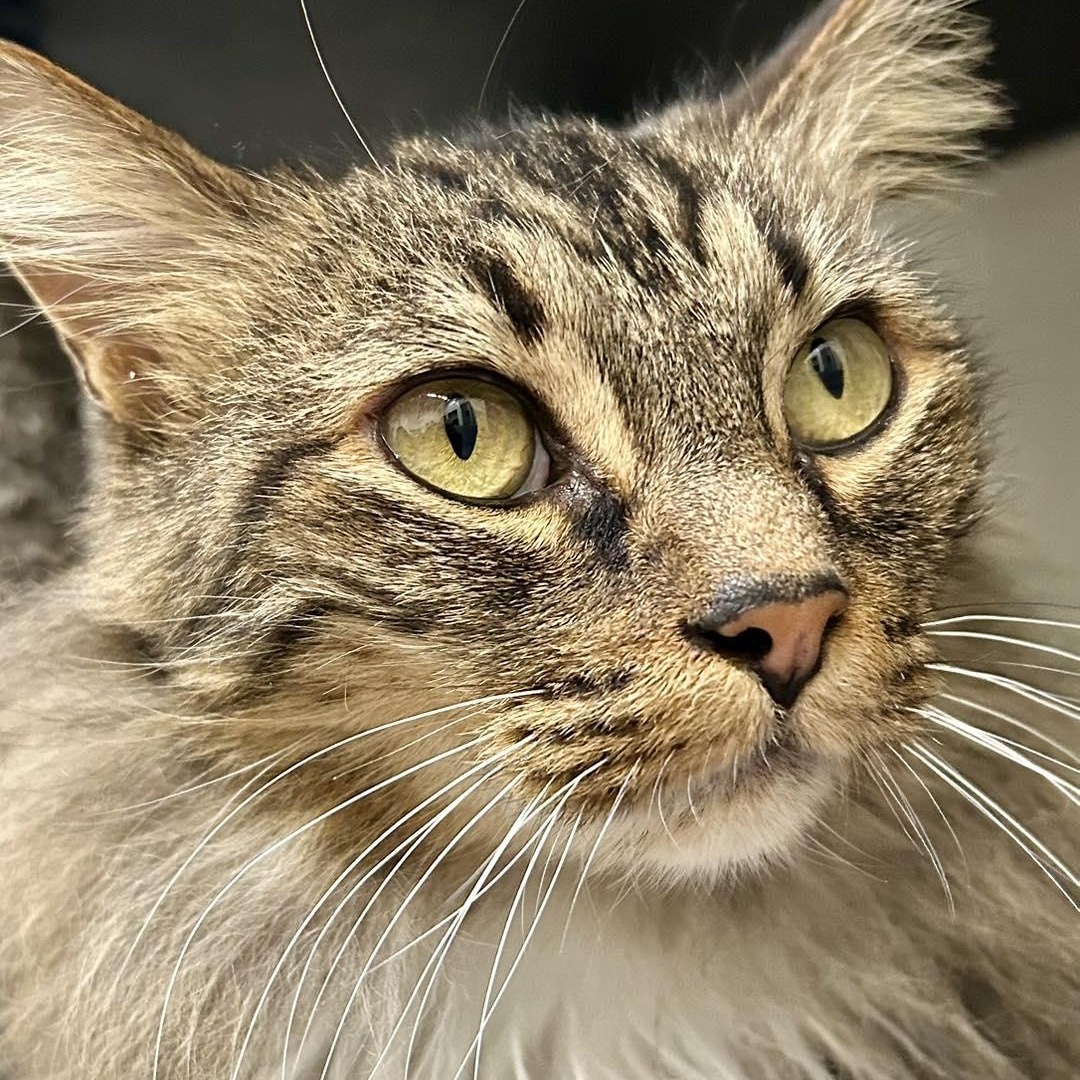 Enlarge Pudding, a ADOPTABLE Domestic Long Hair in Santa Monica, CA image 3/5