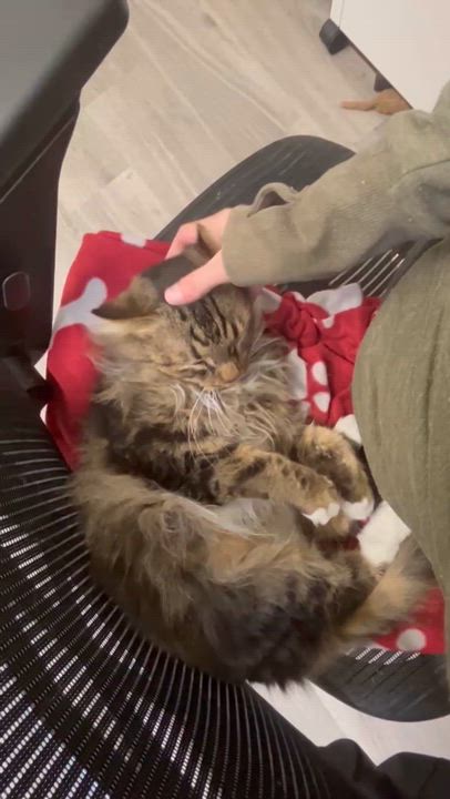 Enlarge Pudding, a ADOPTABLE Domestic Long Hair in Santa Monica, CA video 5/5