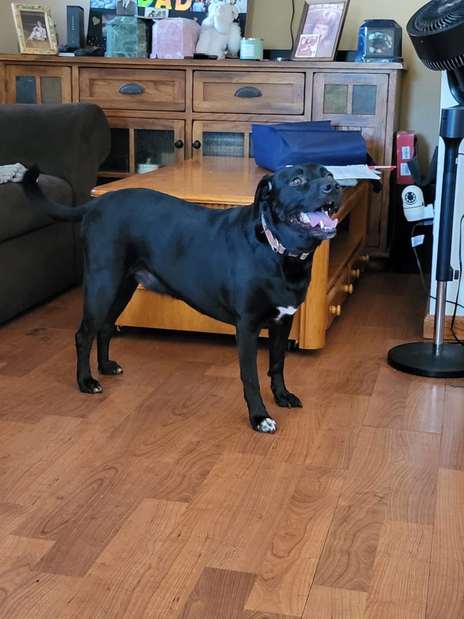 Enlarge Shadow, an adopted mixed breed in Royal Oak, MI image 3/4