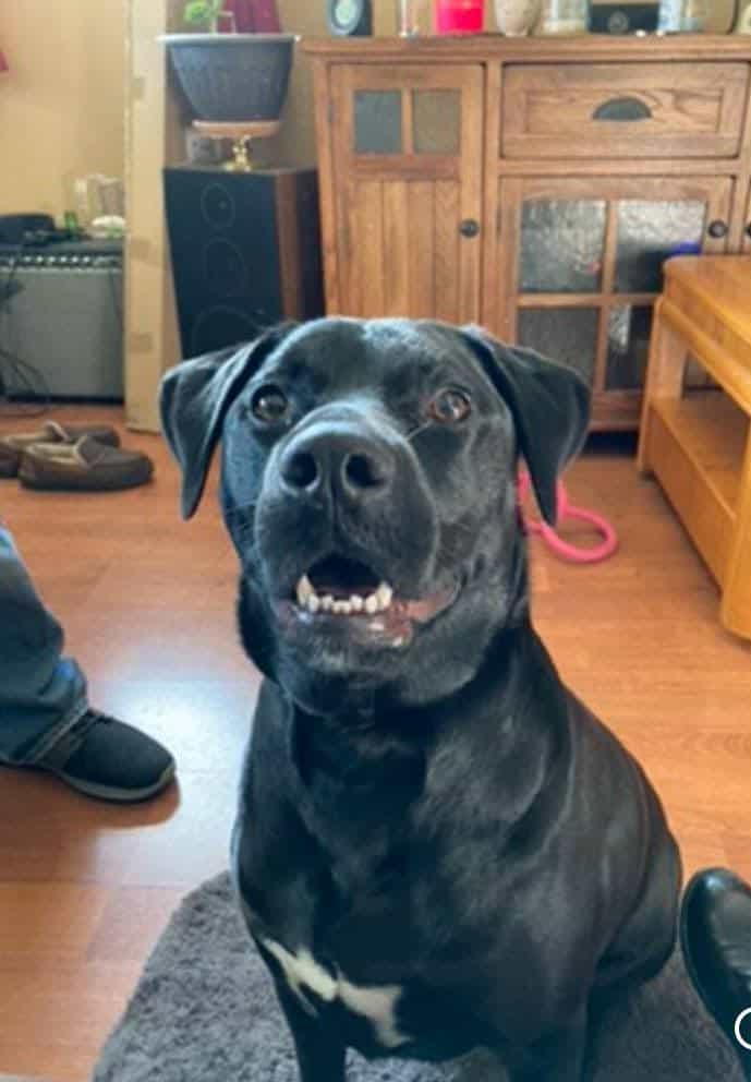 Enlarge Shadow, an adopted mixed breed in Royal Oak, MI image 4/4