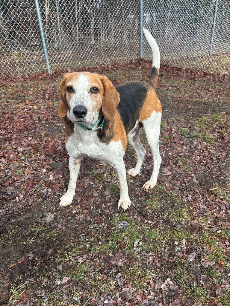 Enlarge Austin, a Adopted Foxhound in Mineral, VA image 1/1