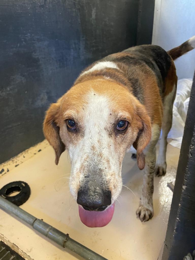Austin, Adoptable, Adult Male Foxhound.