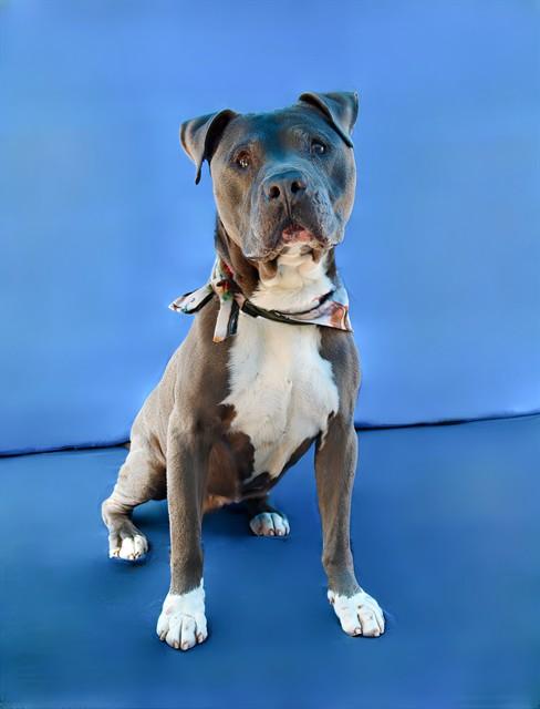 CLIFF, Adoptable, Adult Male Pit Bull Terrier.