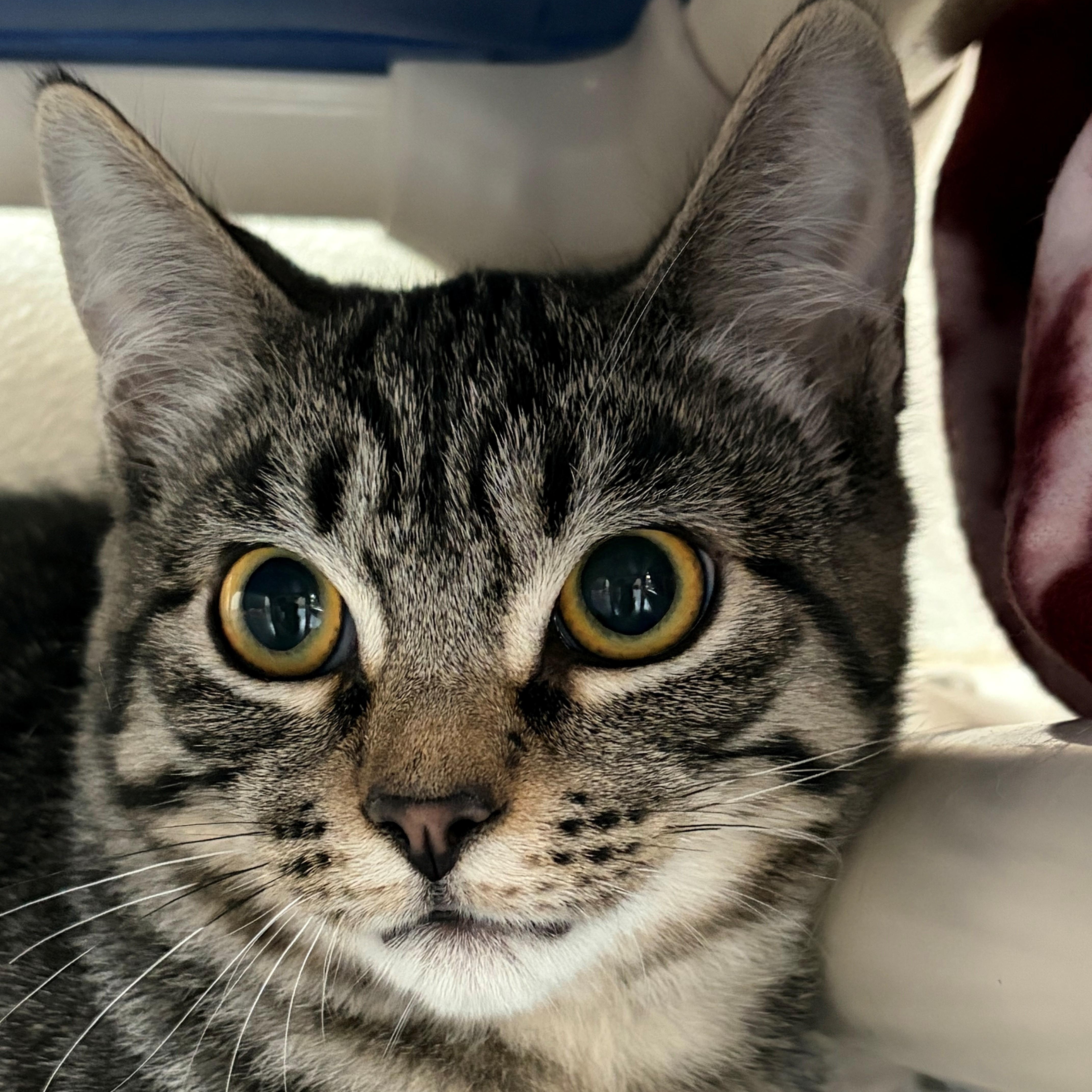 Enlarge Jinx, an adopted Domestic Short Hair in Lodi, CA image 2/2