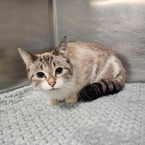 LUNA, Adoptable, Adult Female Siamese & Domestic Short Hair.