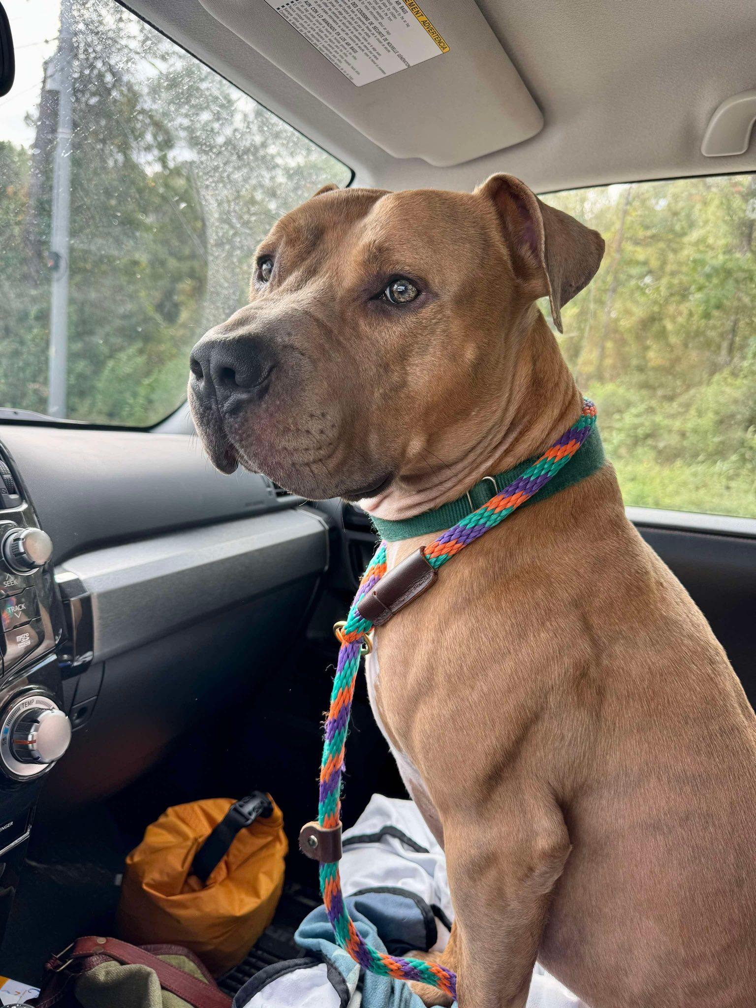 Brutus, Adoptable, Adult Male American Staffordshire Terrier.