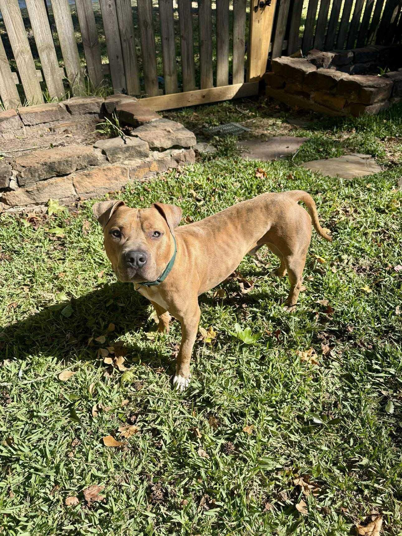 Brutus, a Adoptable mixed breed in Salem, NH image 2/4