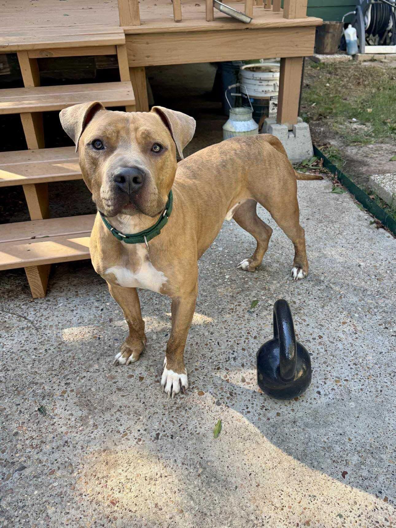 Brutus, a Adoptable mixed breed in Salem, NH image 3/4